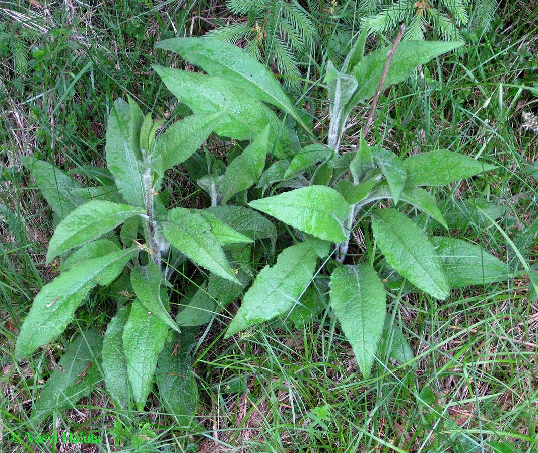 Image of Centaurea carpatica specimen.