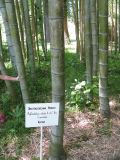 Phyllostachys pubescens