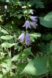 Campanula rapunculoides. Верхушка цветущего растения (в нижнем правом углу лист такого же растения). Ростовская обл., г. Азов, в саду. 03.07.2011.