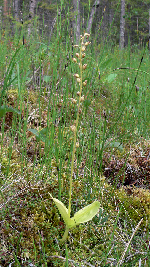 Image of Listera ovata specimen.