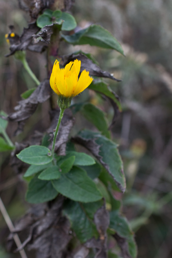 Image of genus Hieracium specimen.