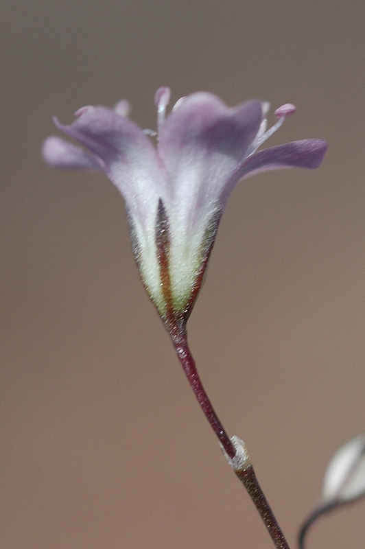 Image of Gypsophila patrinii specimen.