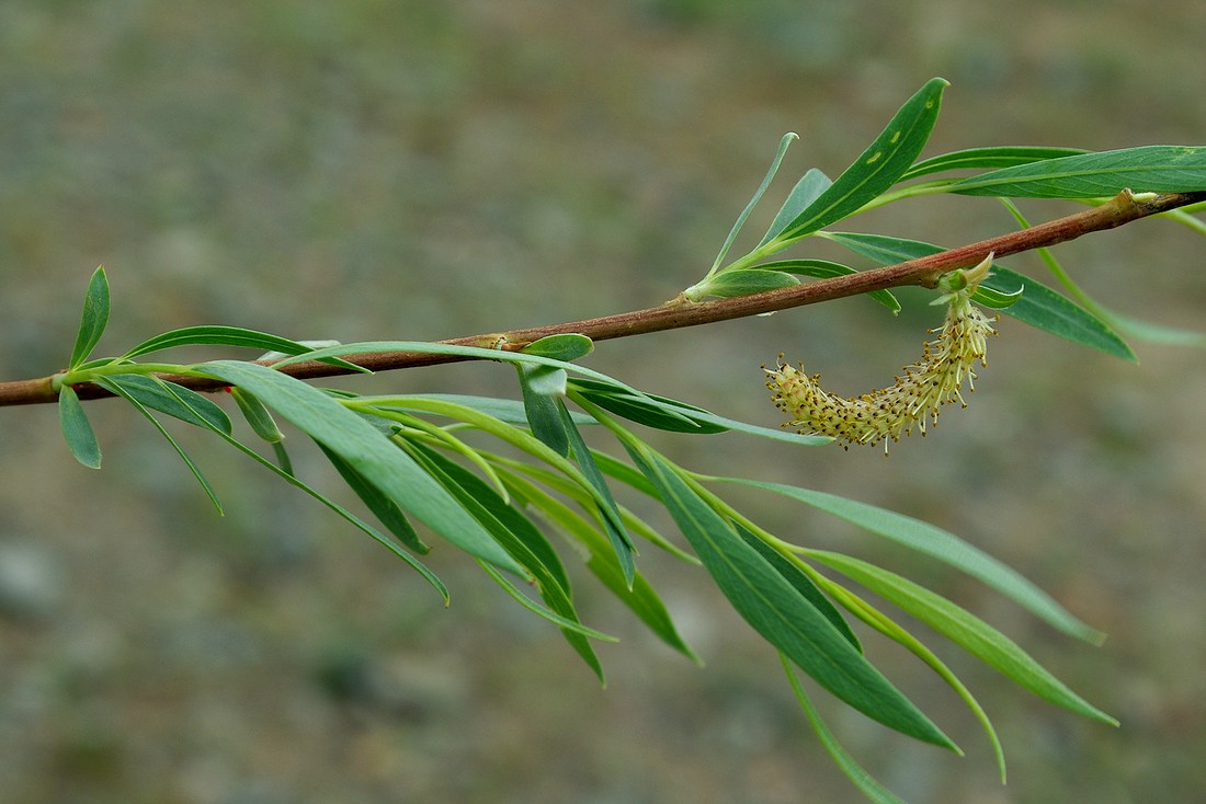 Image of Salix pycnostachya specimen.