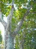 Platanus × acerifolia. Взрослые деревья. Италия, Рим, в культуре. 27 июля 2010 г.