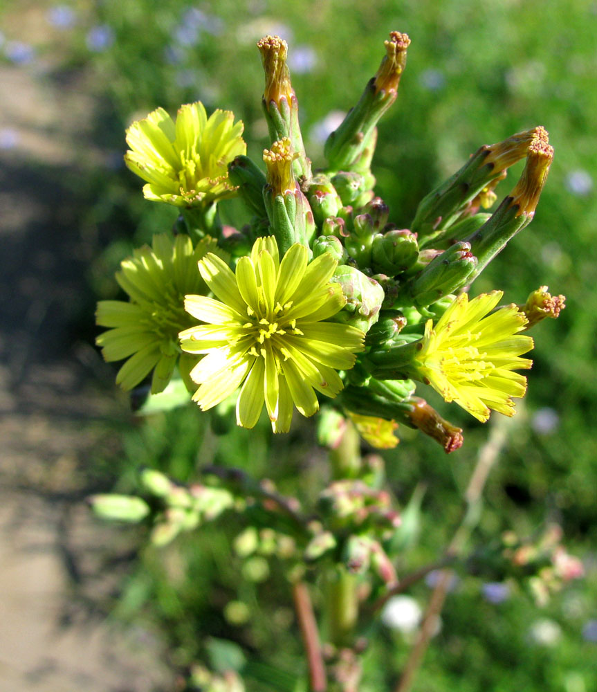 Image of Lactuca serriola specimen.