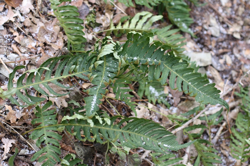 Изображение особи Polypodium vulgare.