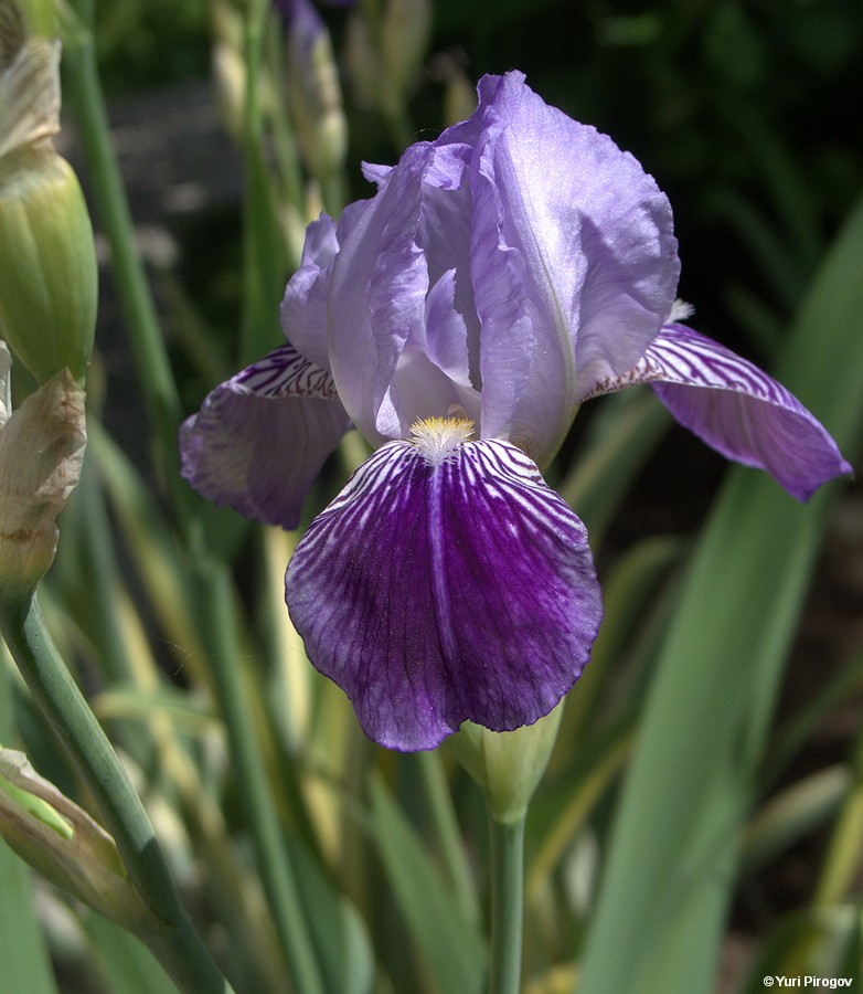 Image of Iris &times; hybrida specimen.