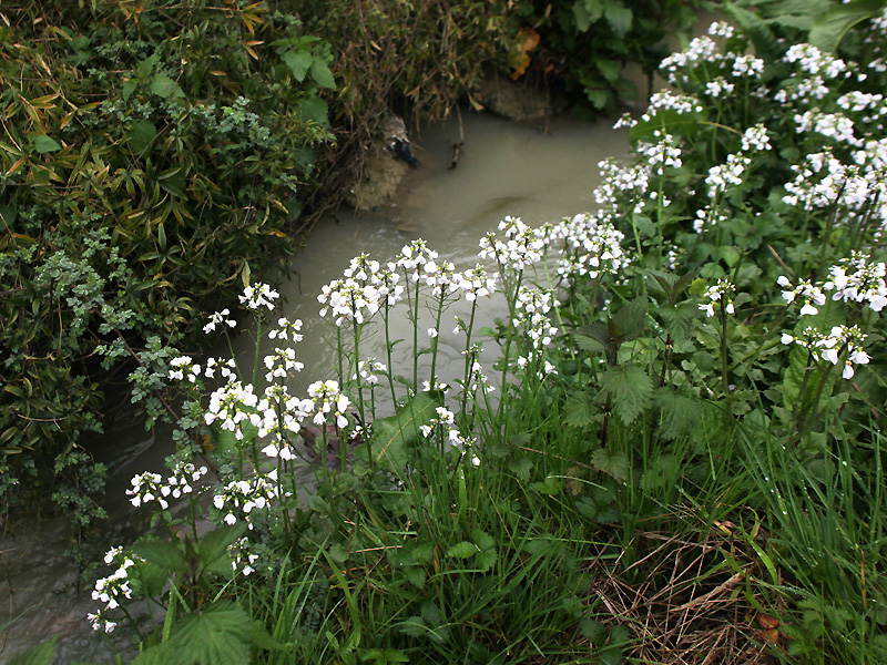 Image of Cardamine tenera specimen.