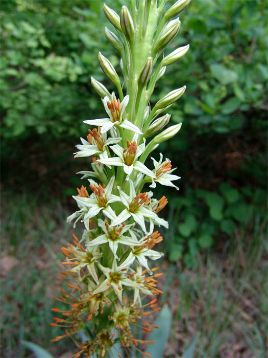 Image of Eremurus spectabilis specimen.