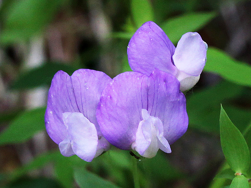 Image of Lathyrus laxiflorus specimen.