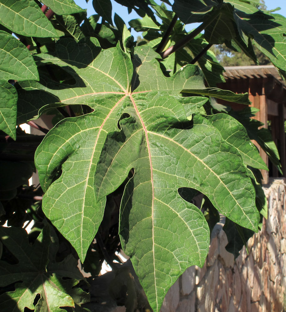 Изображение особи Carica papaya.