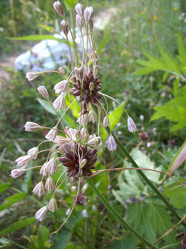 Image of Allium oleraceum specimen.