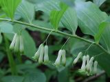 Polygonatum multiflorum