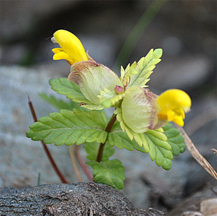 Image of Rhinanthus schischkinii specimen.
