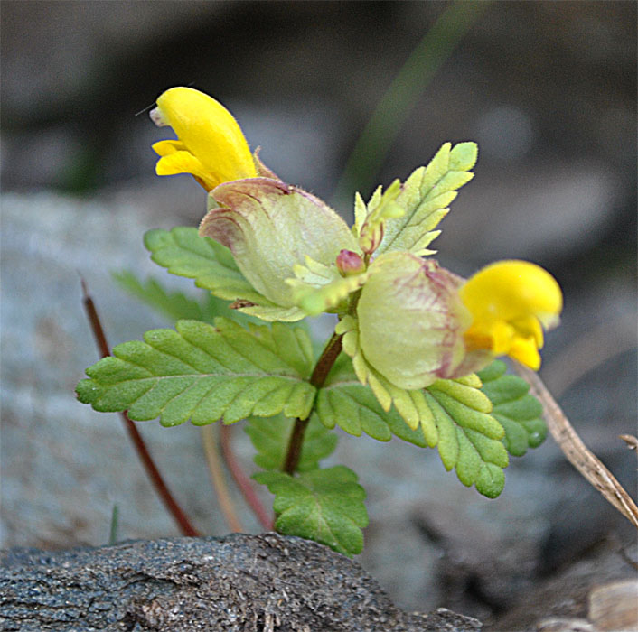 Изображение особи Rhinanthus schischkinii.