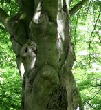 Fagus sylvatica разновидность laciniata. Средняя часть ствола старого дерева. Германия, г. Krefeld, в ботаническом саду. 31.07.2012.
