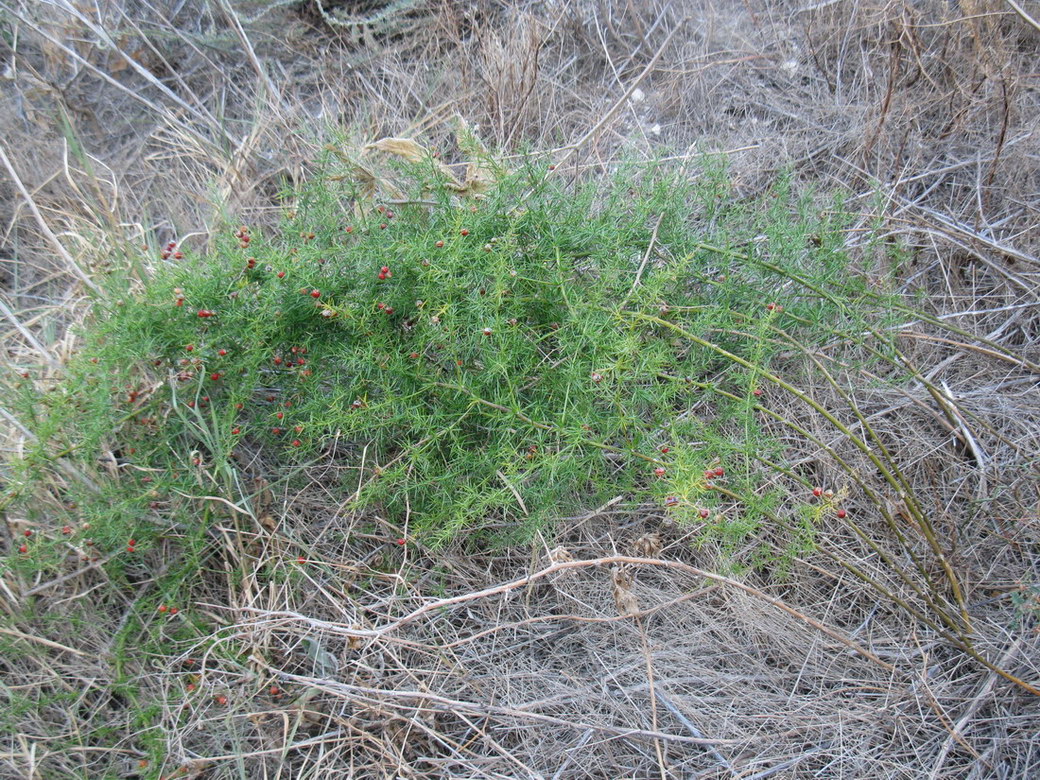 Image of Asparagus officinalis specimen.