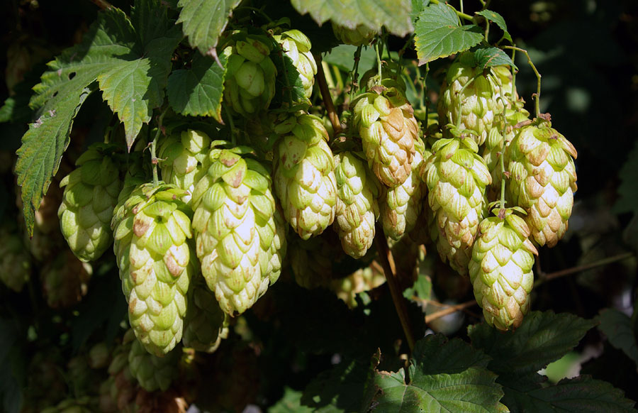 Image of Humulus lupulus specimen.