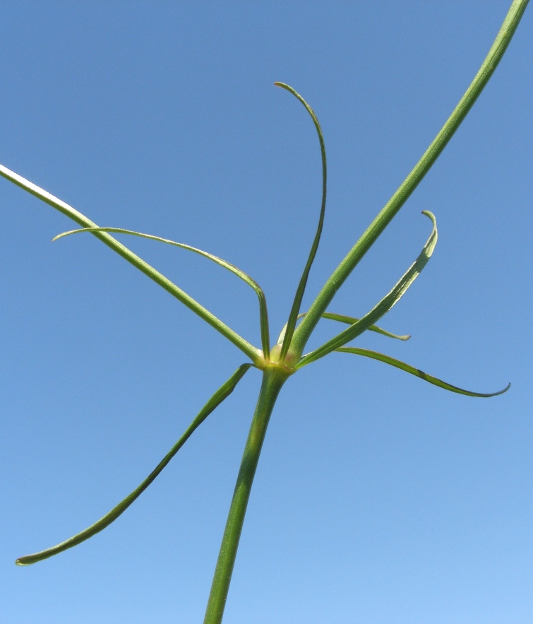 Image of Galium triandrum specimen.