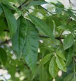 Vitex agnus-castus