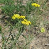 View full-size image Achillea micrantha