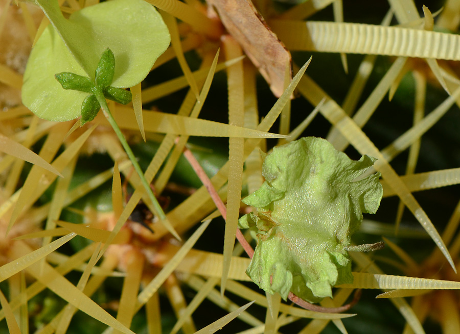 Image of Dodonaea viscosa specimen.