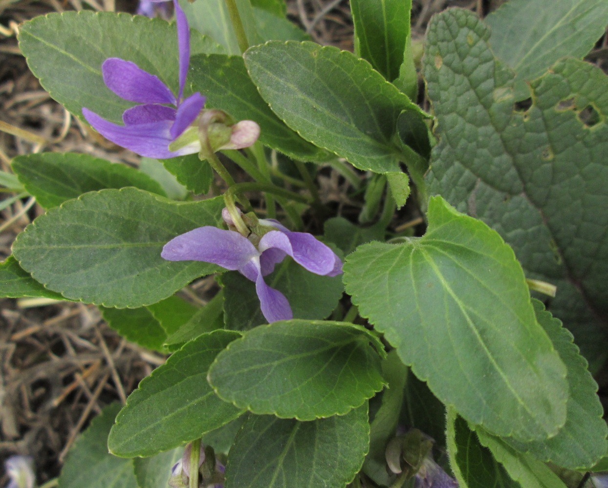 Image of Viola ambigua specimen.