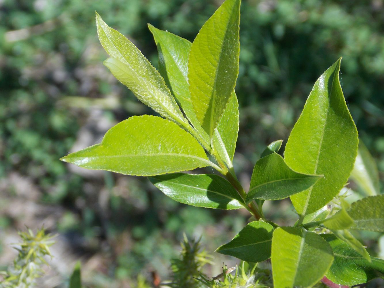 Image of Salix &times; coerulescens specimen.