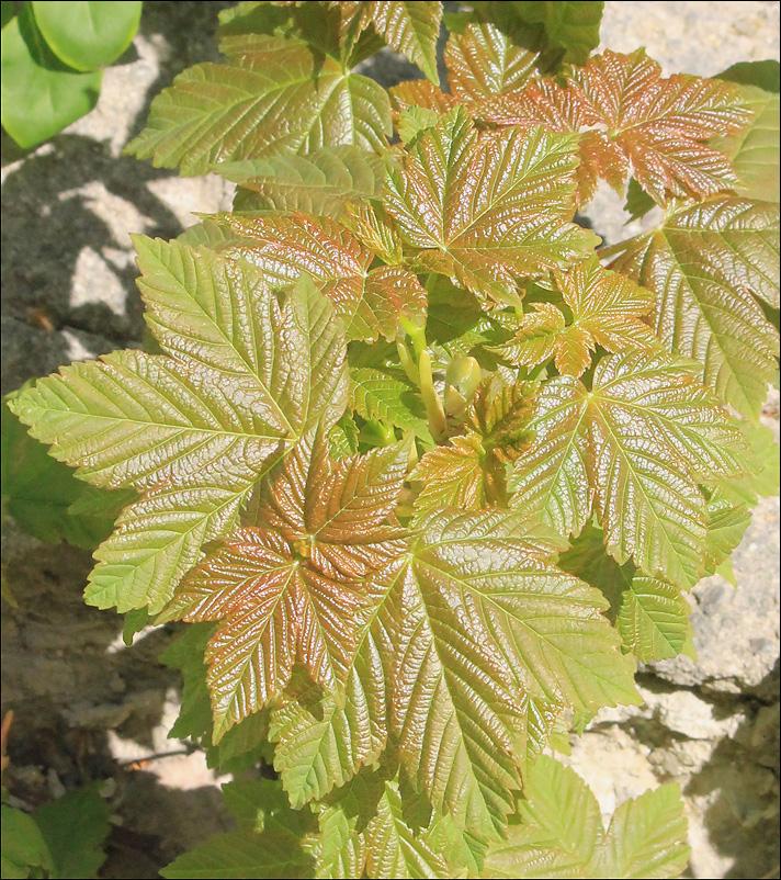 Image of Acer pseudoplatanus specimen.