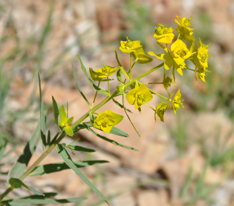 Изображение особи Euphorbia iberica.