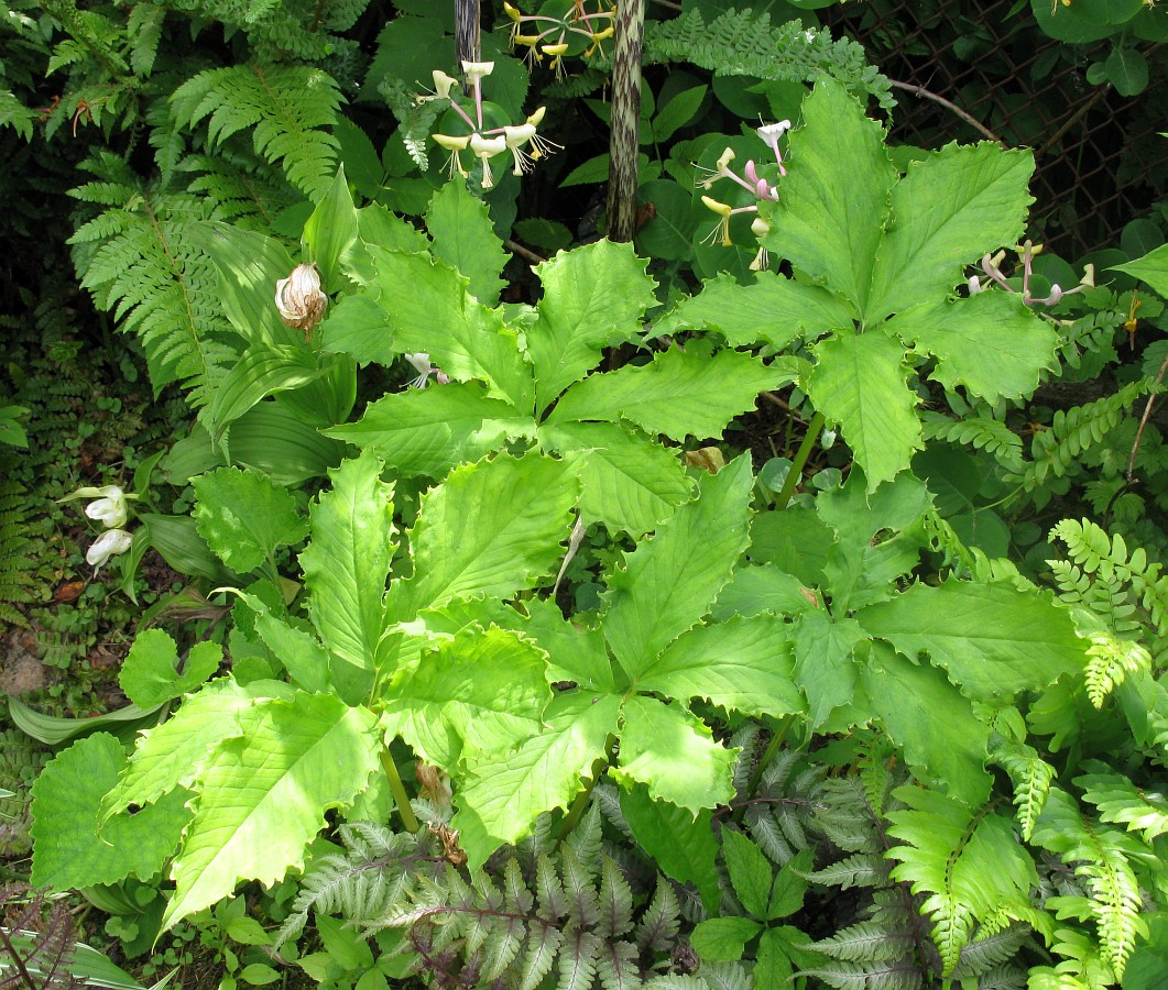 Image of Arisaema amurense specimen.