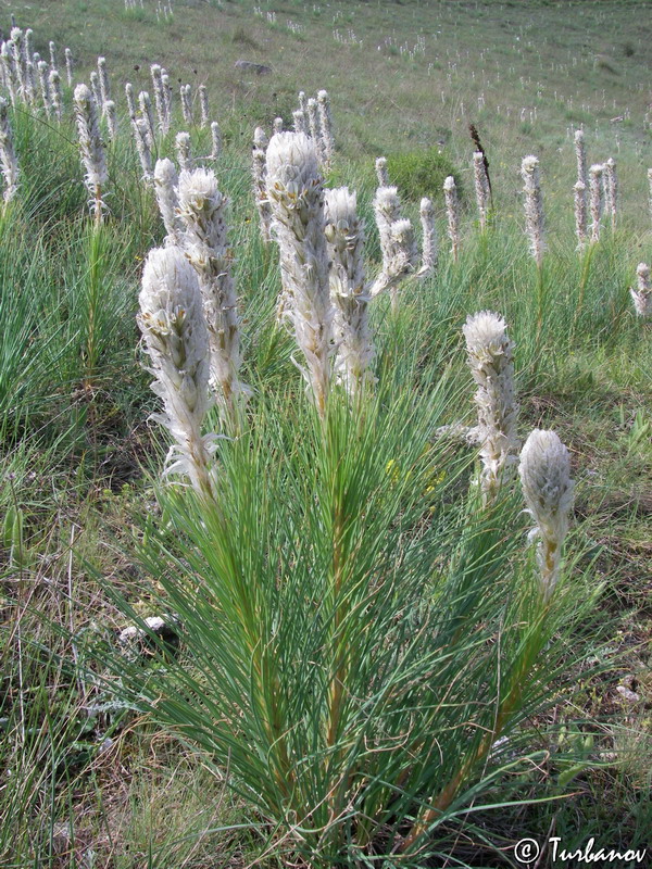 Изображение особи Asphodeline taurica.