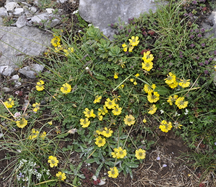 Изображение особи Hippocrepis comosa.