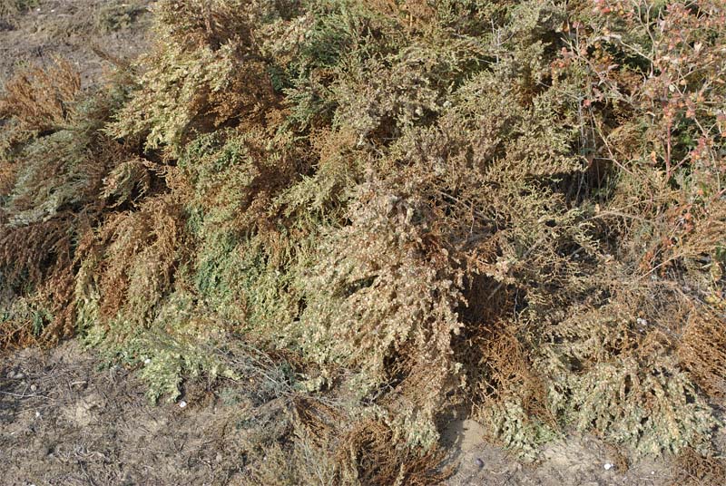 Image of Salsola dendroides specimen.