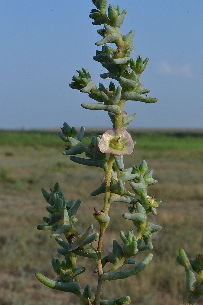 Image of Salsola acutifolia specimen.