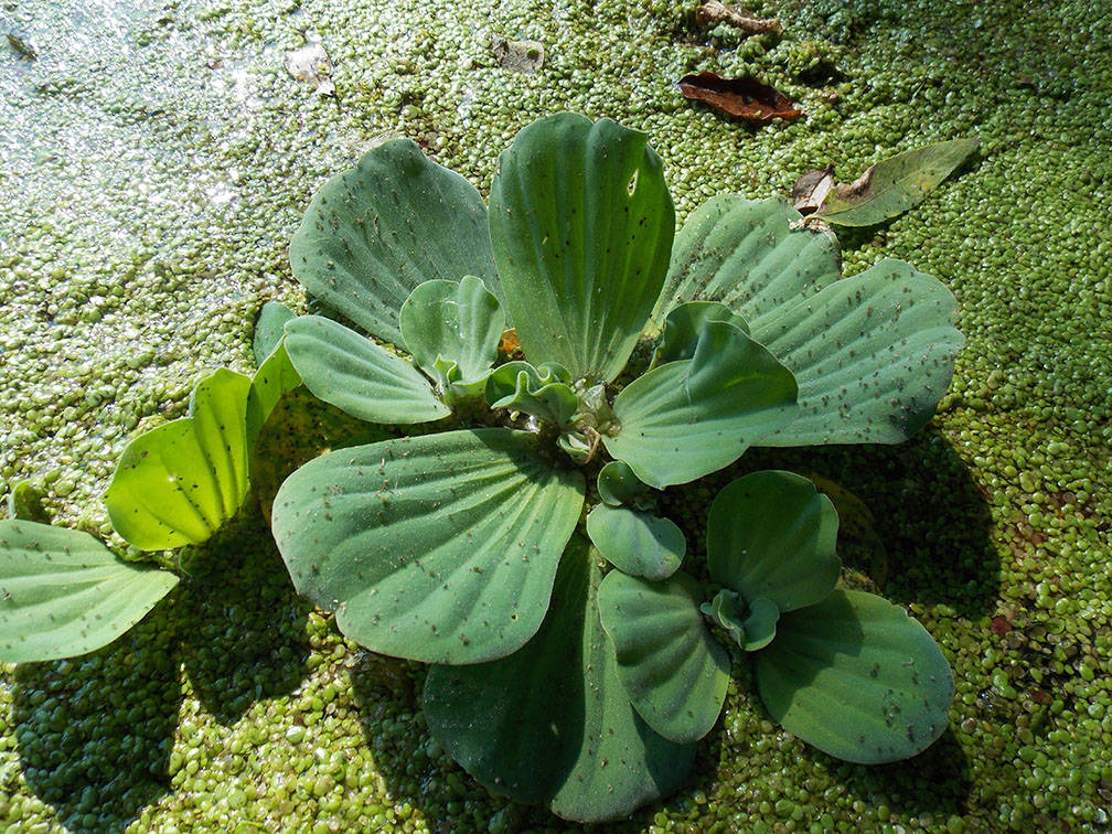 Image of Pistia stratiotes specimen.