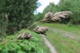 Dactylis glomerata. Соплодие, поражённое спорыньёй (Claviceps sp.). Архангельская обл., Холмогорский р-н, окр. пос. Усть-Пинега, у небольшой дороги. 28.08.2013.