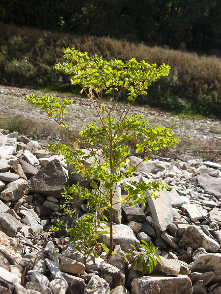 Image of Euphorbia stricta specimen.