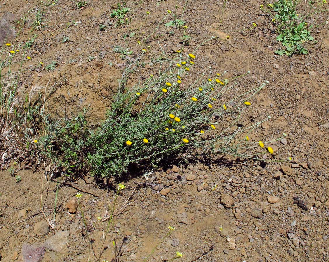 Изображение особи Anthemis tinctoria.