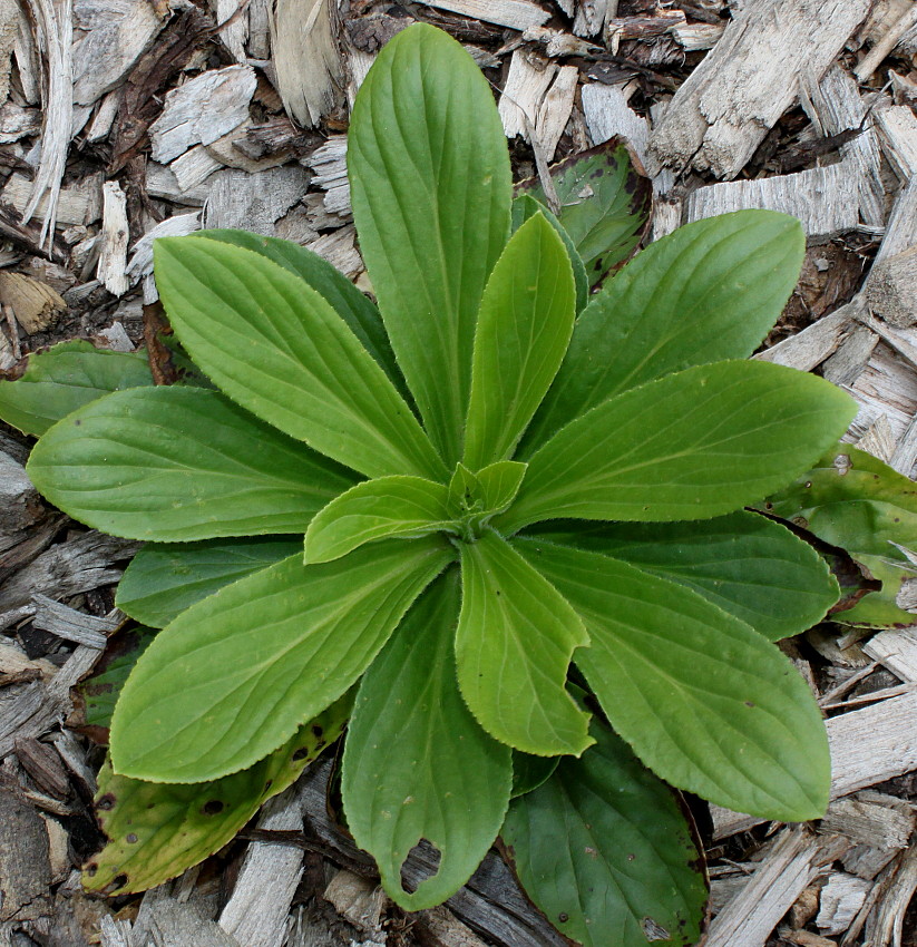 Image of Digitalis grandiflora specimen.