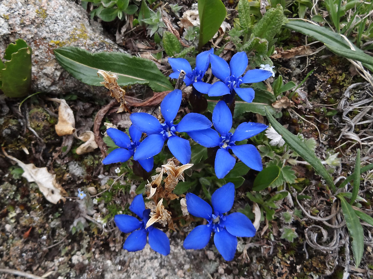 Image of Gentiana uniflora specimen.