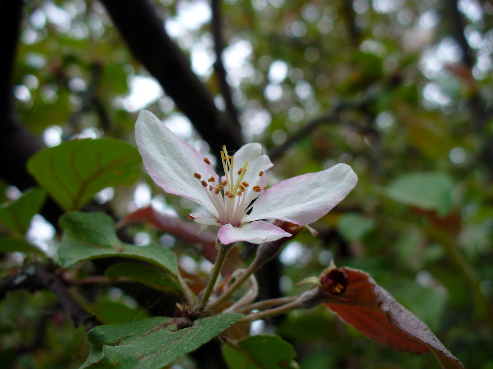 Image of Malus niedzwetzkyana specimen.