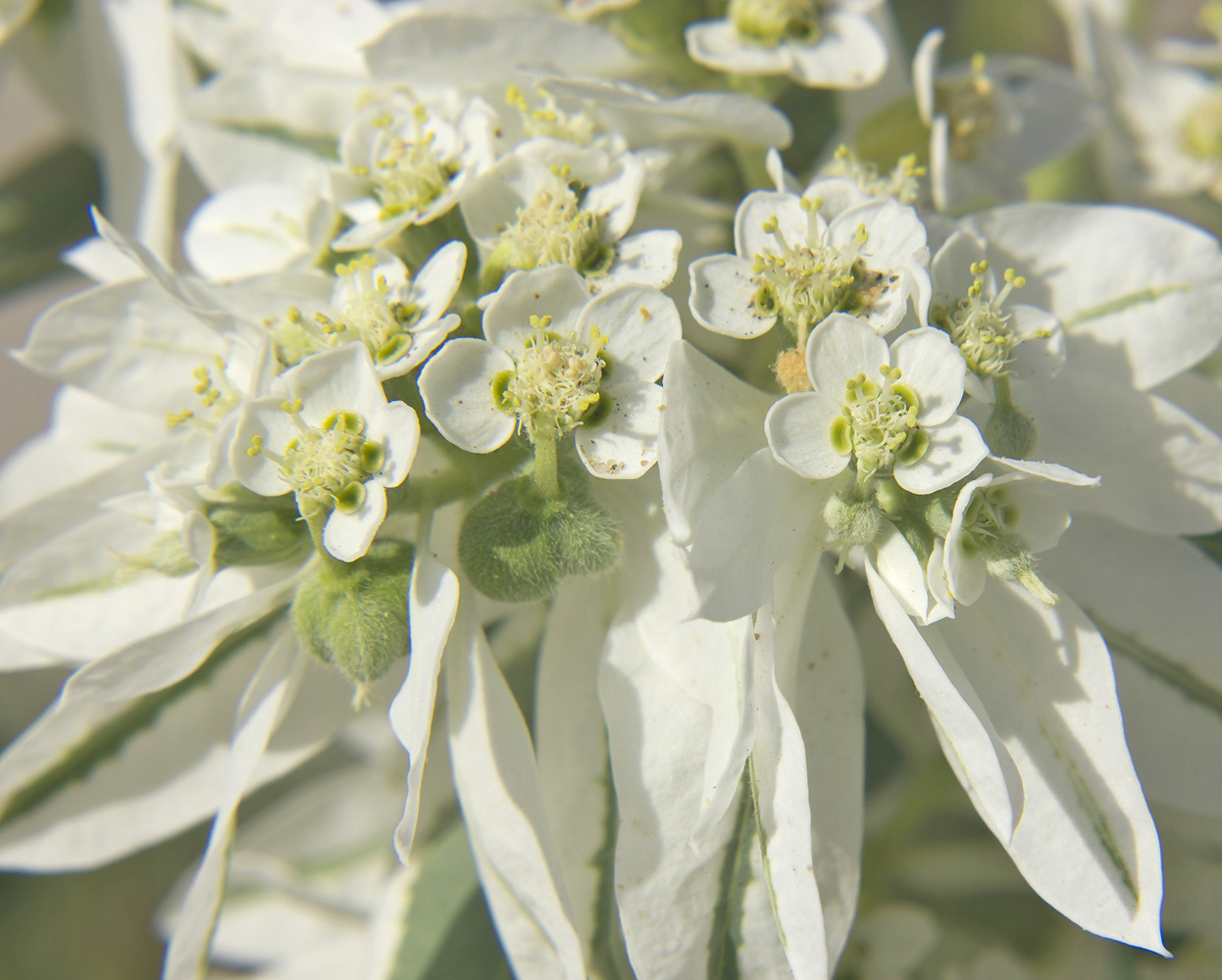 Изображение особи Euphorbia marginata.