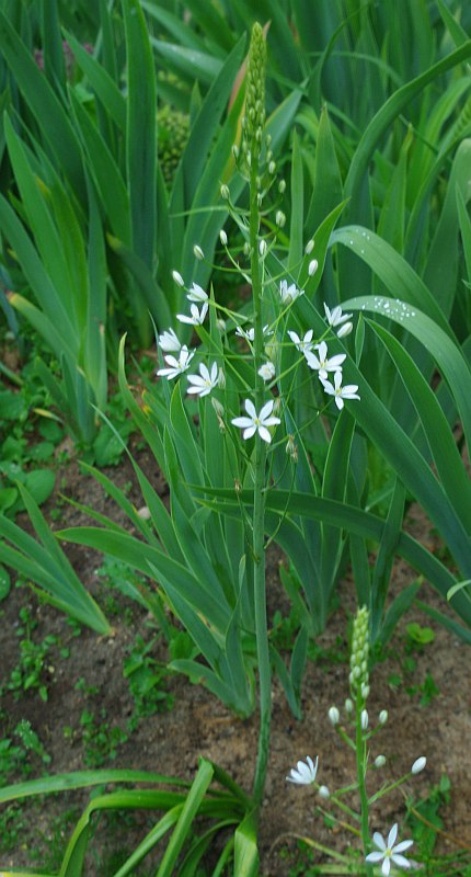 Image of Ornithogalum shelkovnikovii specimen.