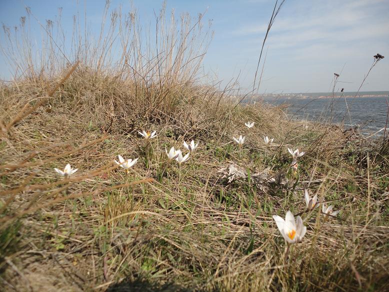 Изображение особи Crocus reticulatus.