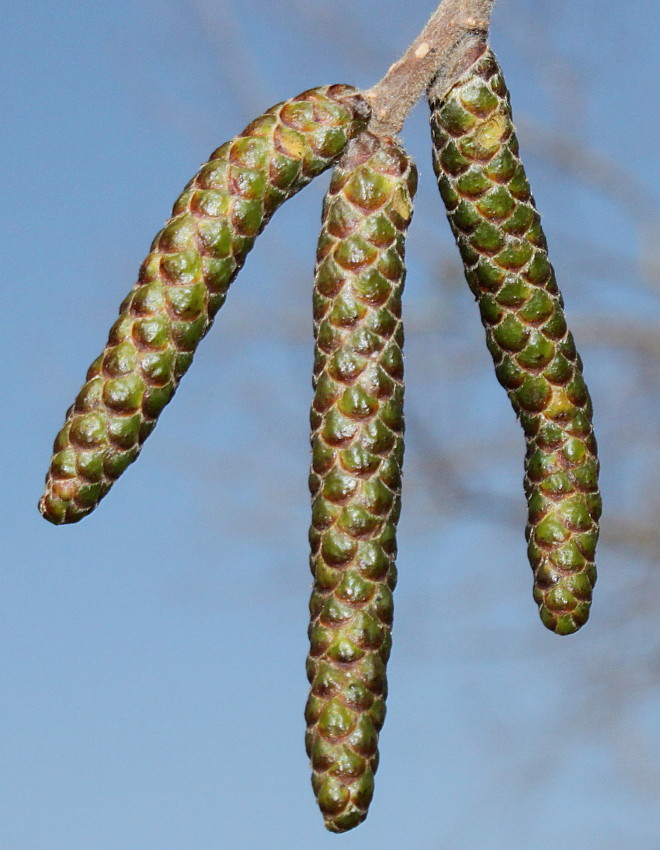 Изображение особи Betula utilis var. jacquemontii.