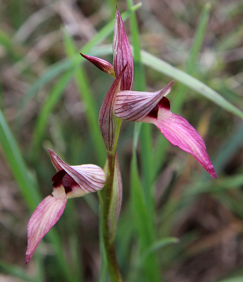 Image of Serapias lingua specimen.