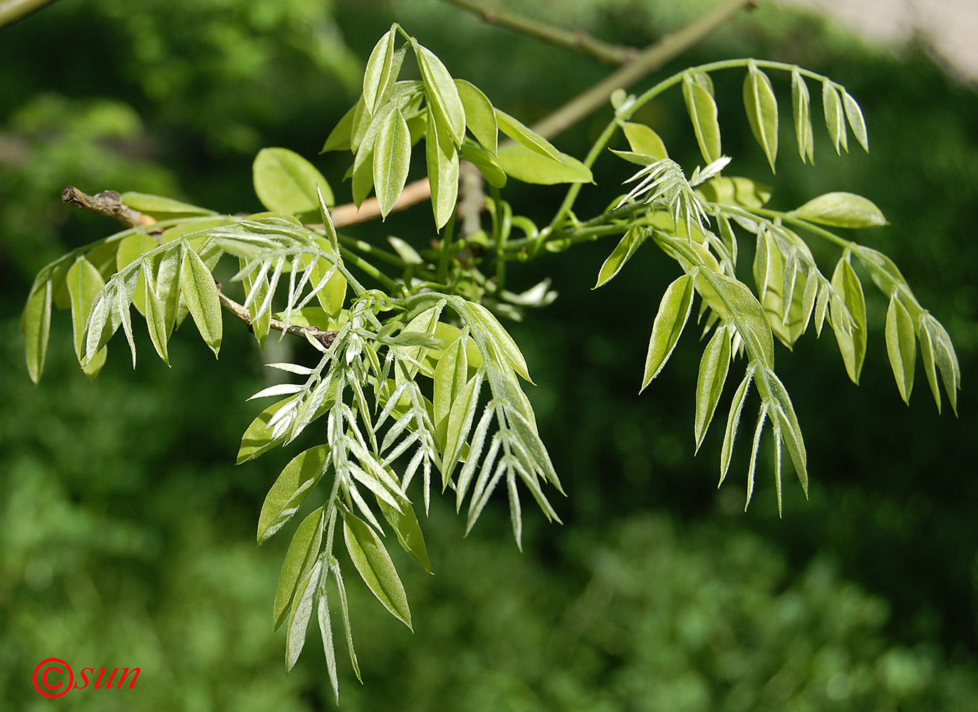 Image of Styphnolobium japonicum specimen.