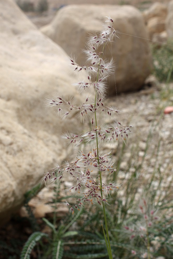 Image of Tricholaena teneriffae specimen.