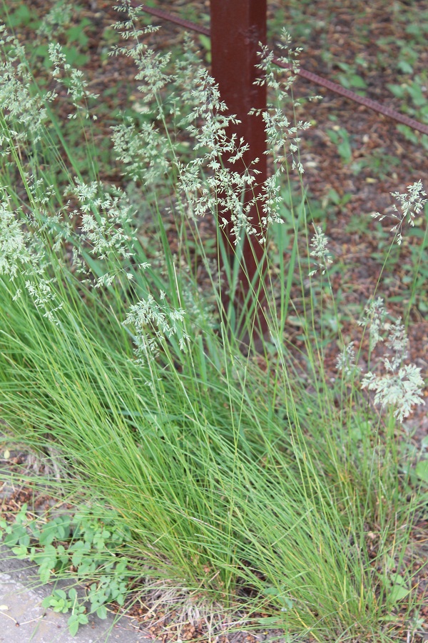 Image of Poa angustifolia specimen.